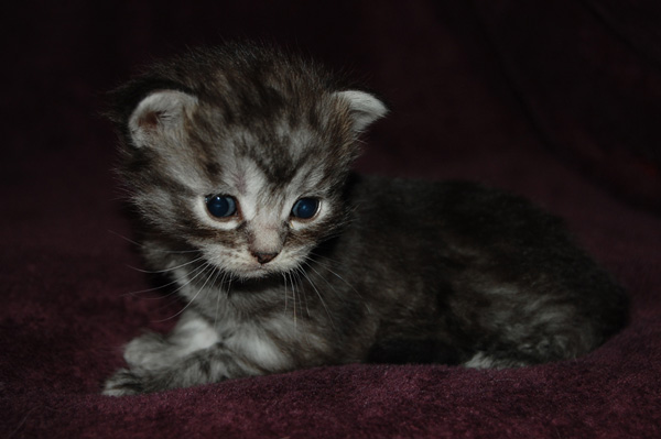 Patchouli 3 Wochen.jpg